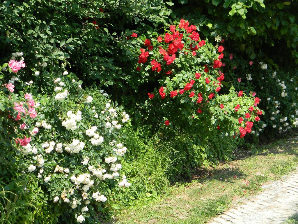 Residenza Ca D'Masseu Διαμέρισμα Calamandrana Εξωτερικό φωτογραφία